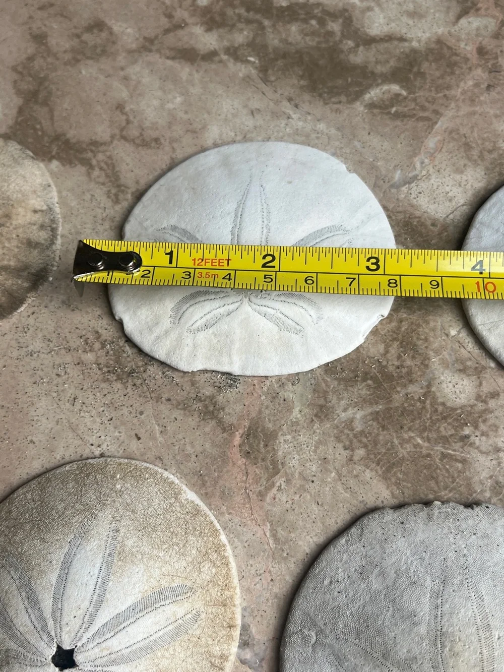 Natural Eastern Pacific White Sand Dollar Collection - 25 Pieces